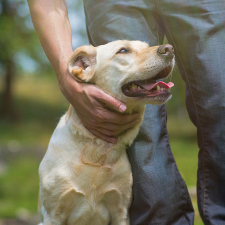 A white dog being comforted by their owner