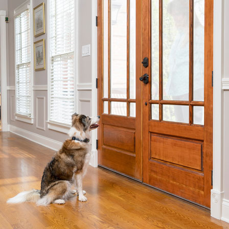A dog waits at the door to be let out.