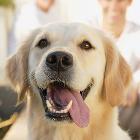 A Golden Retriever with his tongue hanging out of his mouth