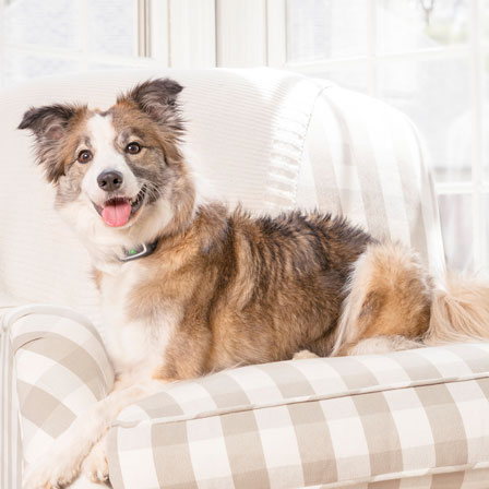 A dog seated on a chair wearing a PetSafe collar